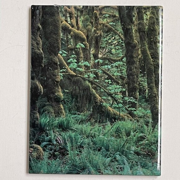 Fridge Magnet Forest 2.5 X 3 Inches Trees Woods Scenery Quinault Kirkendall - Picture 1 of 5
